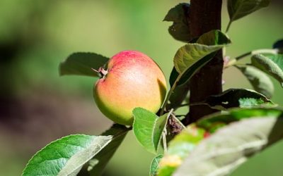 Comment reconnaître des produits bio ?