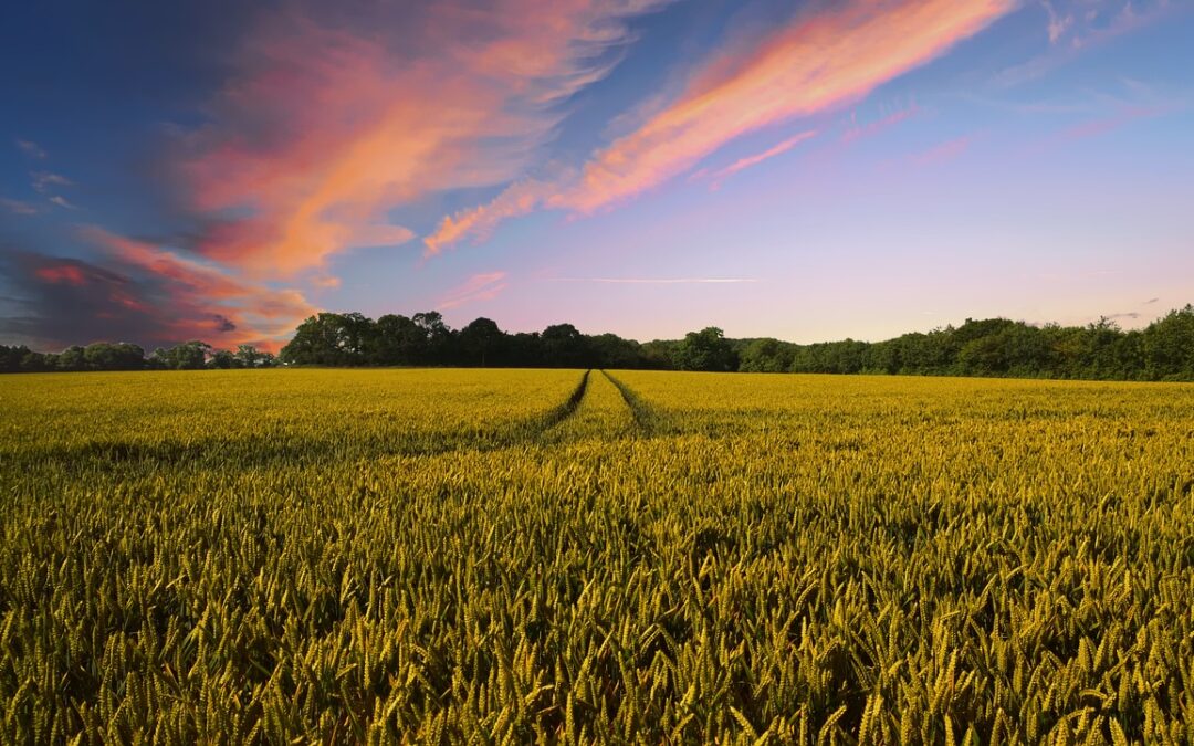 Agriculture intensive et protection de l’environnement : quelles solutions pour une agriculture plus durable en France ?