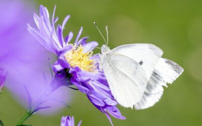 Biodiversité en danger : quels sont les espèces animales et végétales menacées en France ?