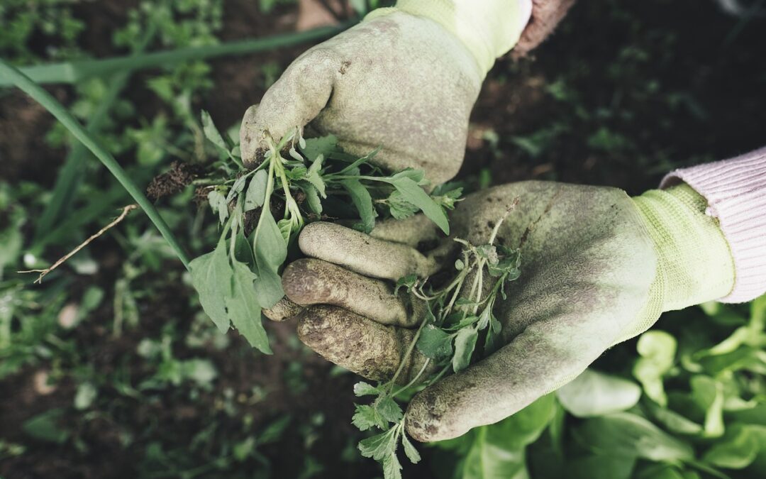 Le jardinage écologique : comment jardiner de manière responsable sans polluer l’environnement ?