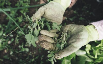 Le jardinage écologique : comment jardiner de manière responsable sans polluer l’environnement ?