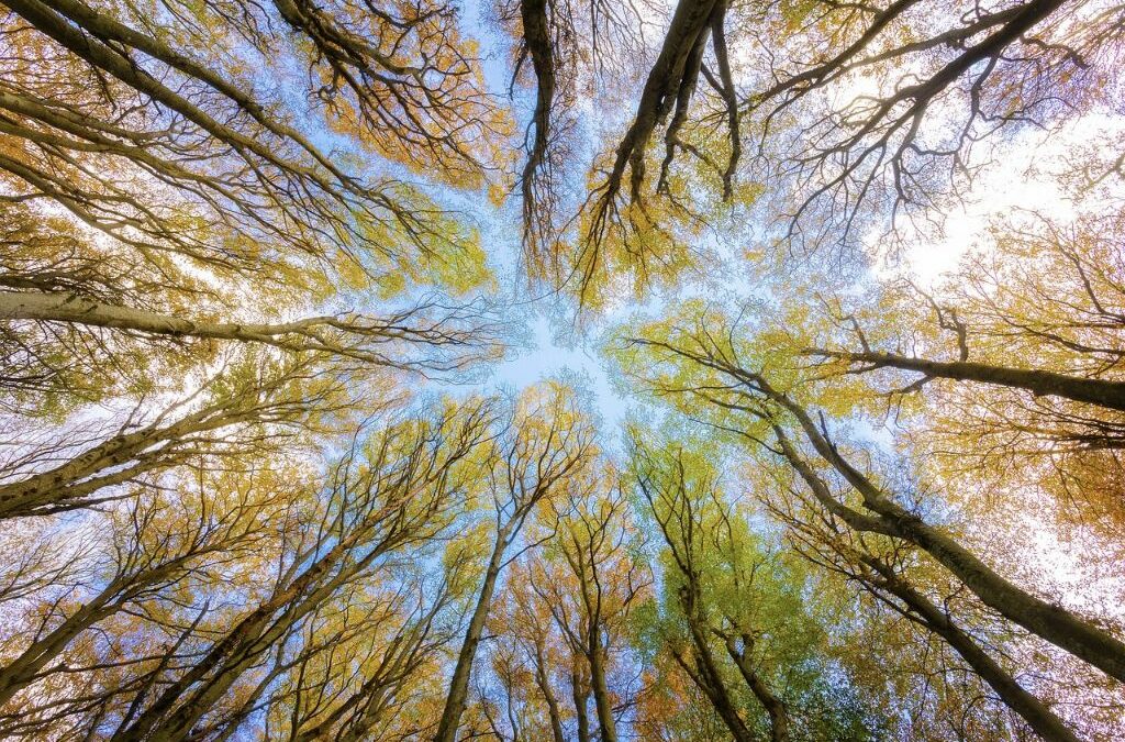 L’IA et le big data : utiliser ces ressources pour réduire l’impact environnemental
