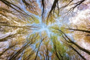arbre
