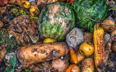 Compostage domestique : Réduire ses déchets organiques facilement