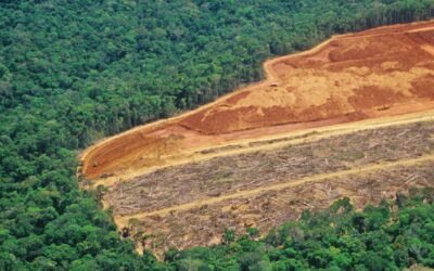La déforestation : Causes, conséquences et solutions durables