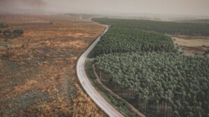 déforestation
