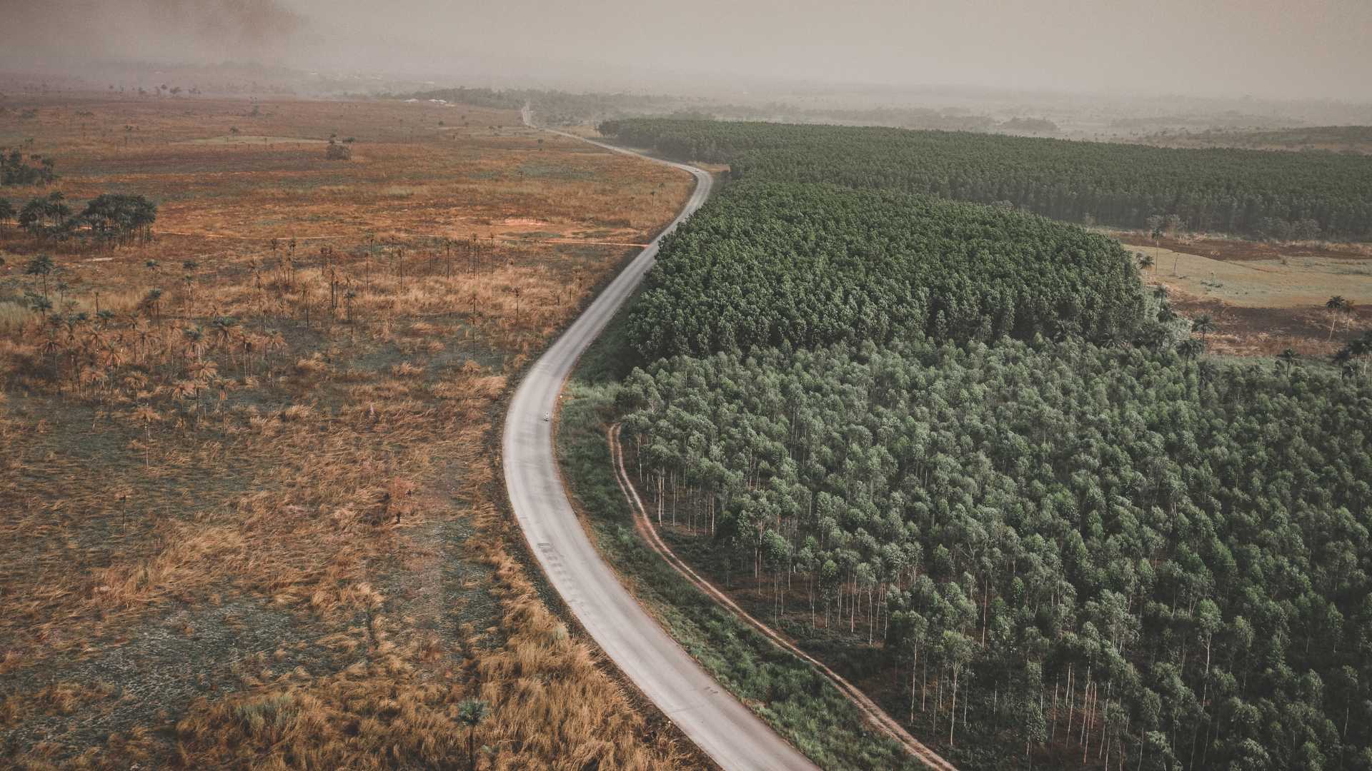 déforestation