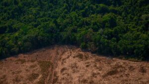 déforestation