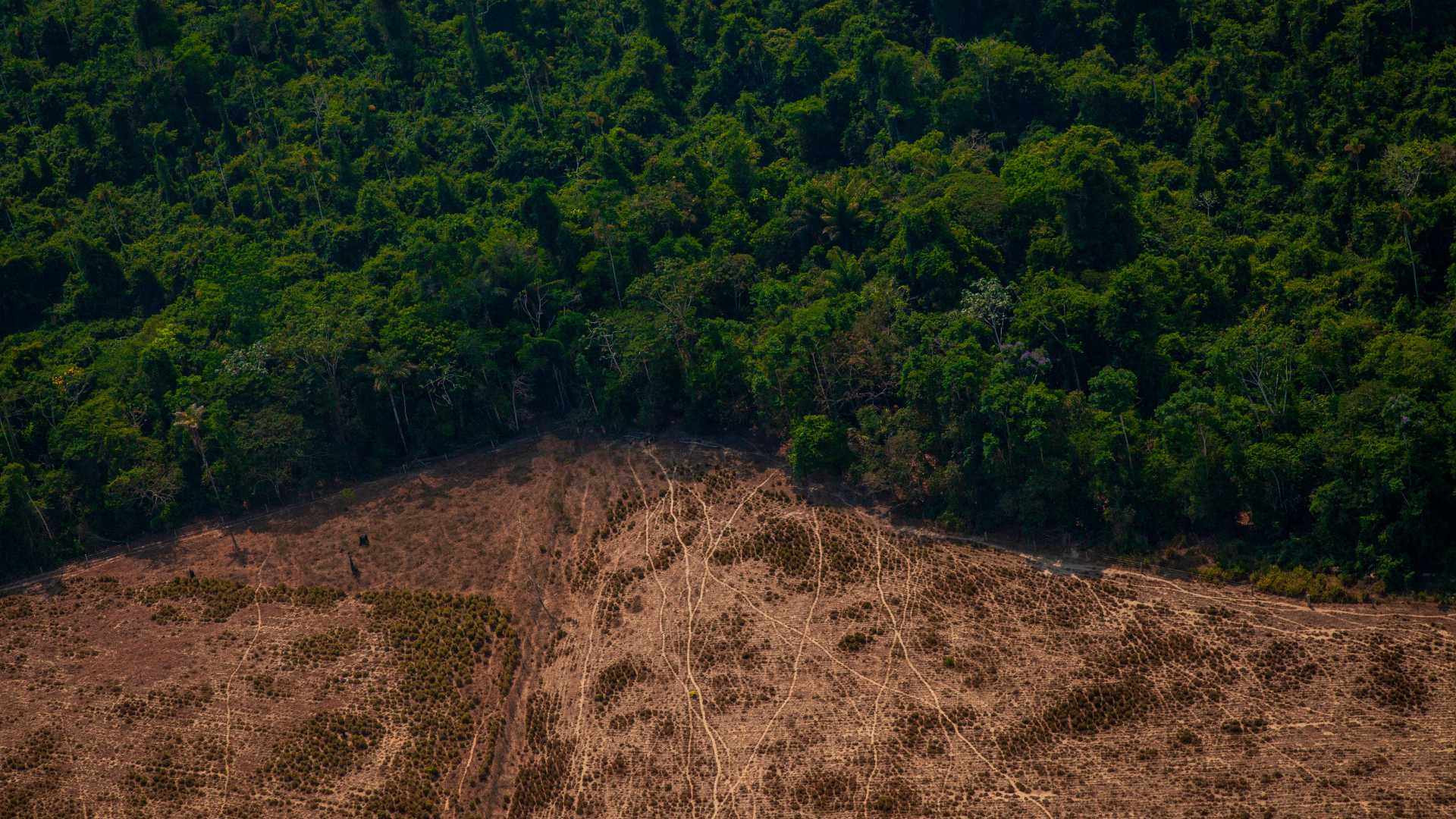 déforestation