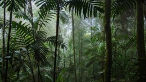 foret tropicale