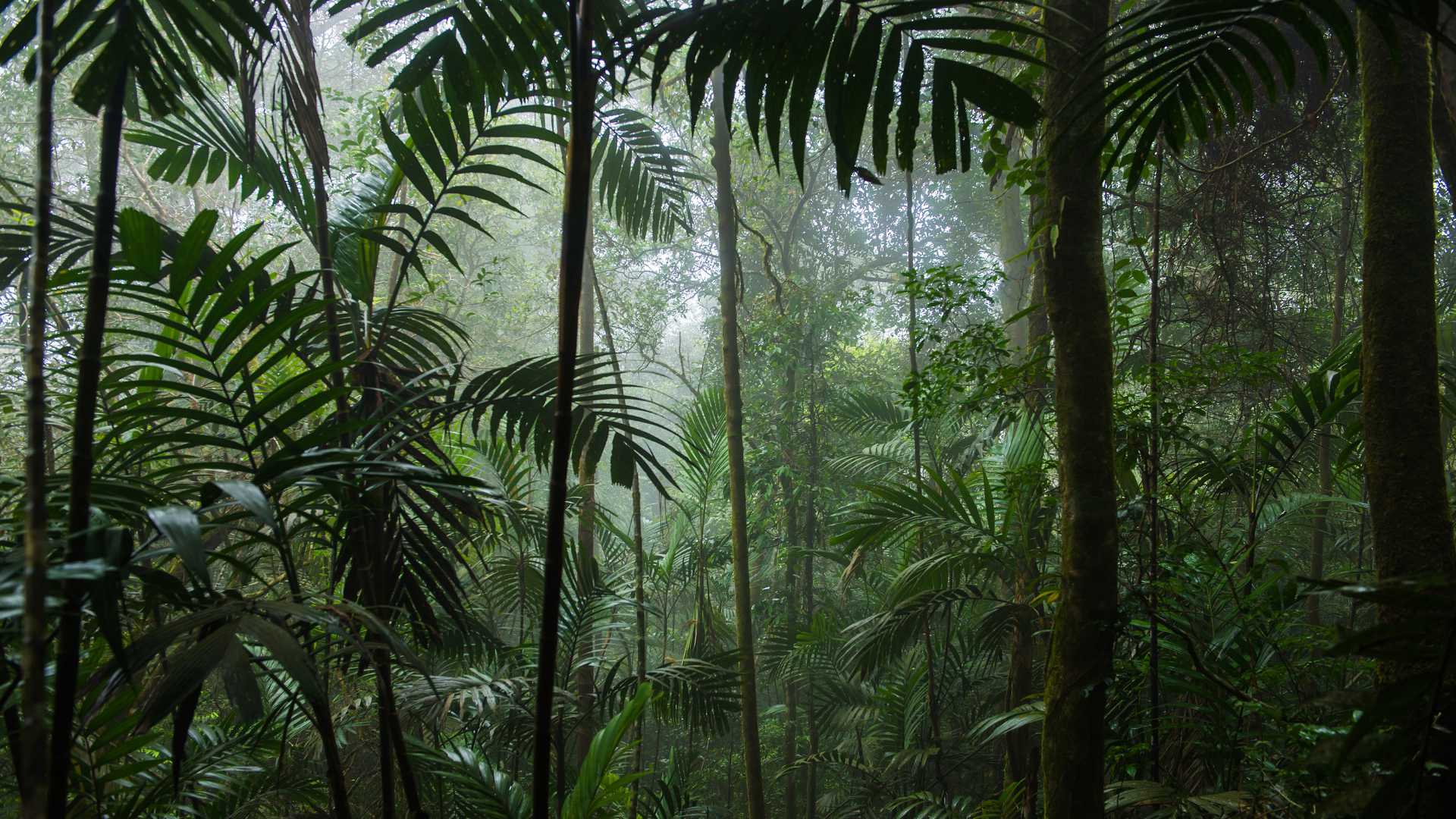foret tropicale