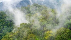 foret tropicale