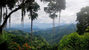 foret tropicale