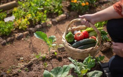 Jardinage écologique : Créer un espace vert durable chez soi