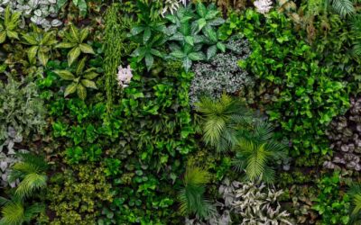Murs végétaux intérieurs : Purifier l’air de manière naturelle