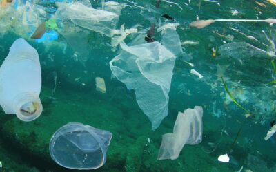 Pollution plastique : Comment inverser la tendance ?