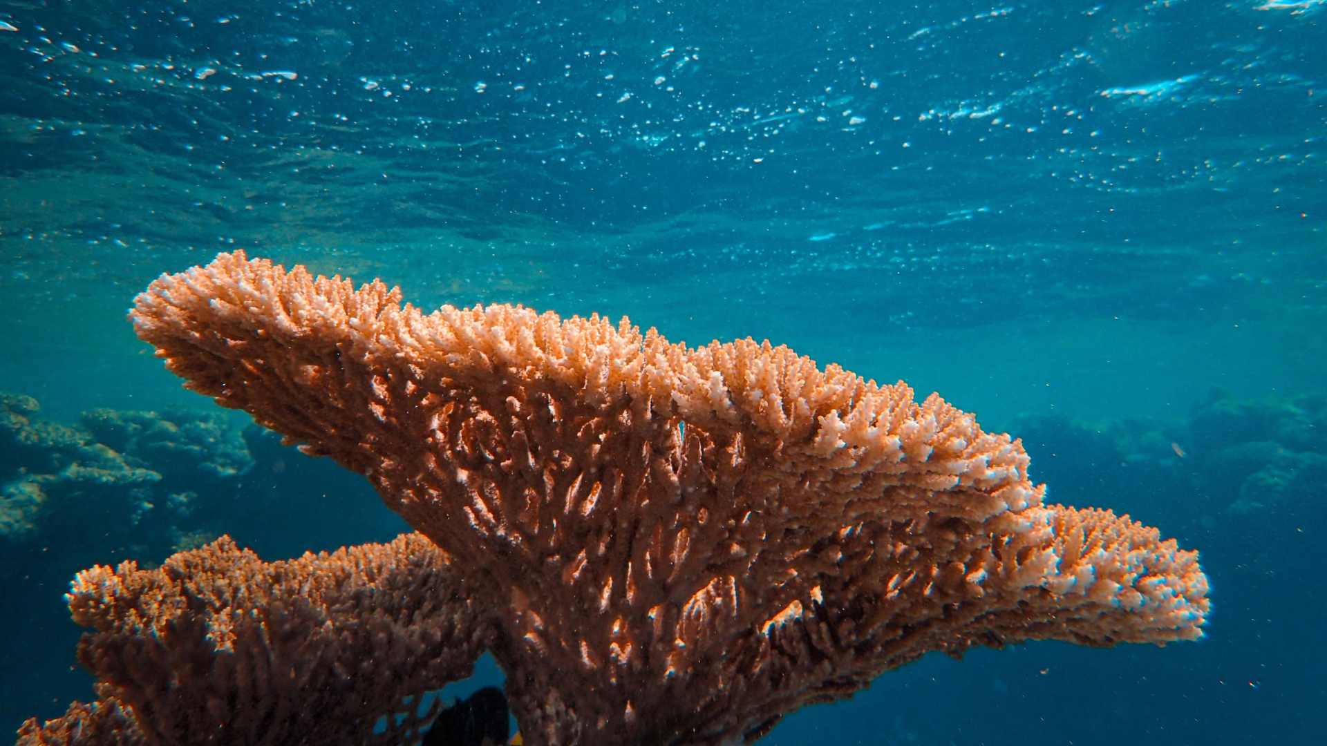 Corail 