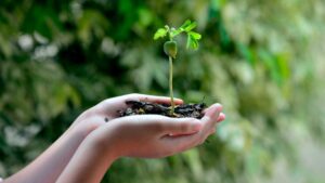 Main avec une plante et de la terre dedans