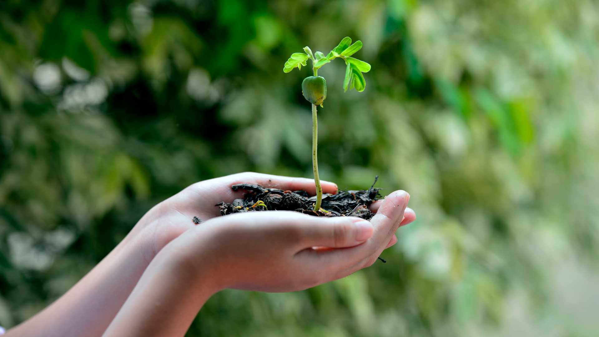 Main avec une plante et de la terre dedans 