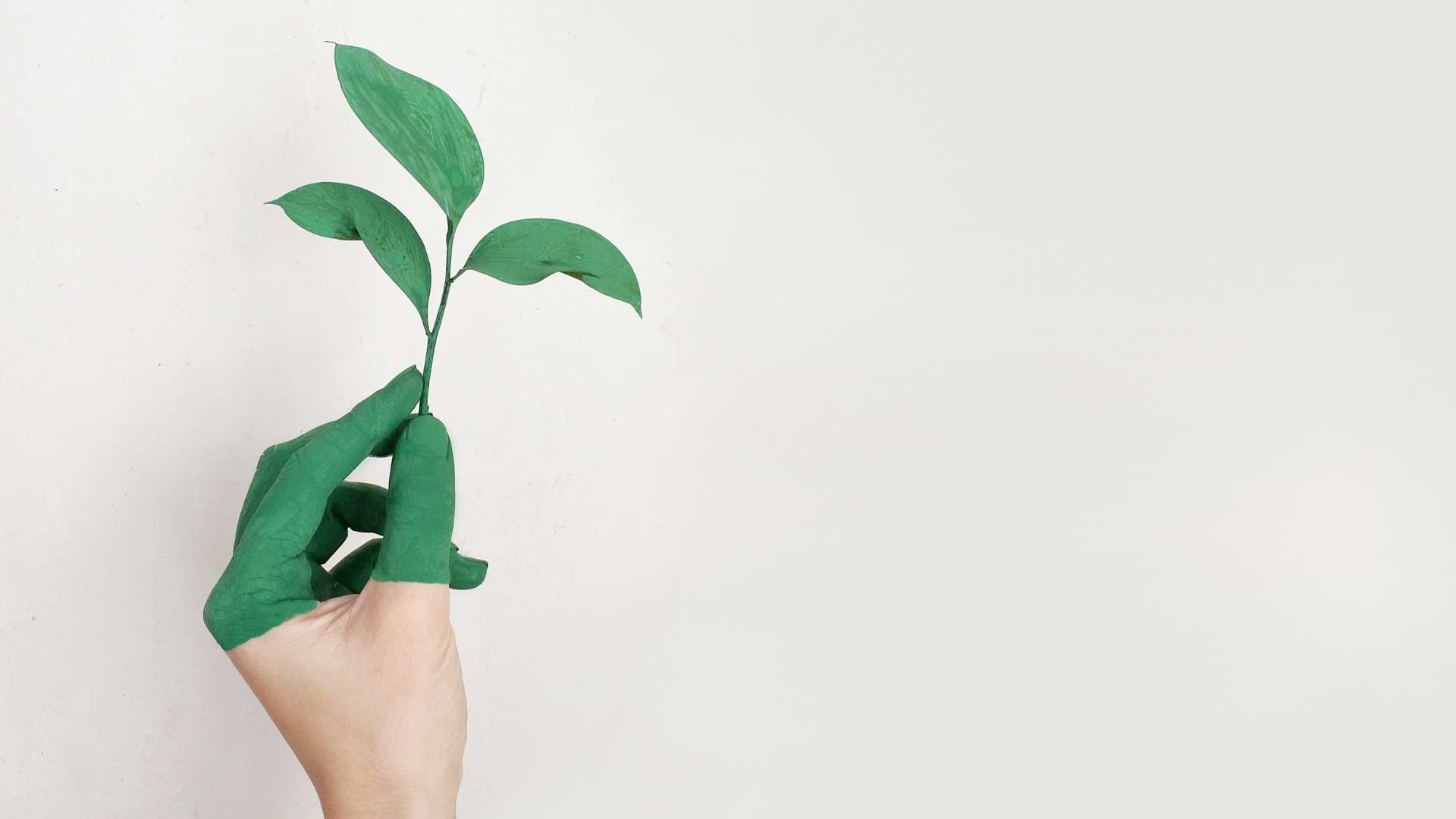 Main verte avec une plante au bout des doigts