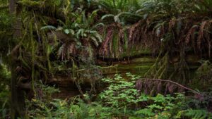 foret tropicale