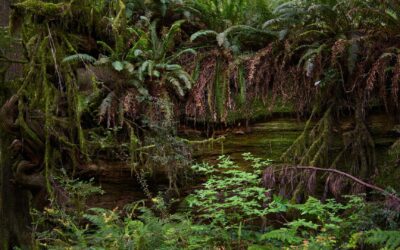 Protéger les forêts tropicales : Enjeux et actions concrètes