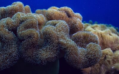 L’importance des écosystèmes marins et comment les protéger