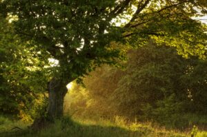 nature arbre