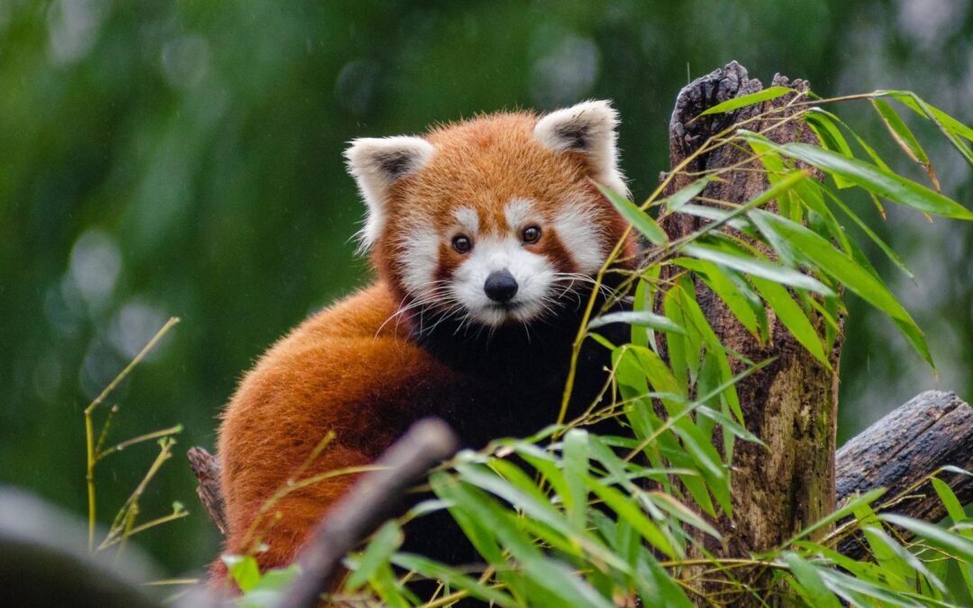 Biodiversité en danger : Pourquoi chaque espèce compte