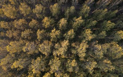 La durabilité dans l’industrie papetière : certifications et pratiques écologiques