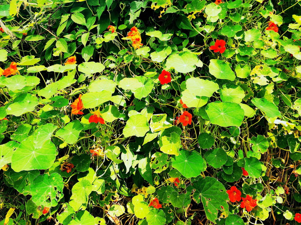 mur vegetal