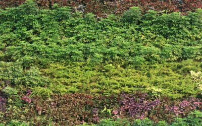 Quelle est la solution éco-friendly pour un jardin sans entretien ?